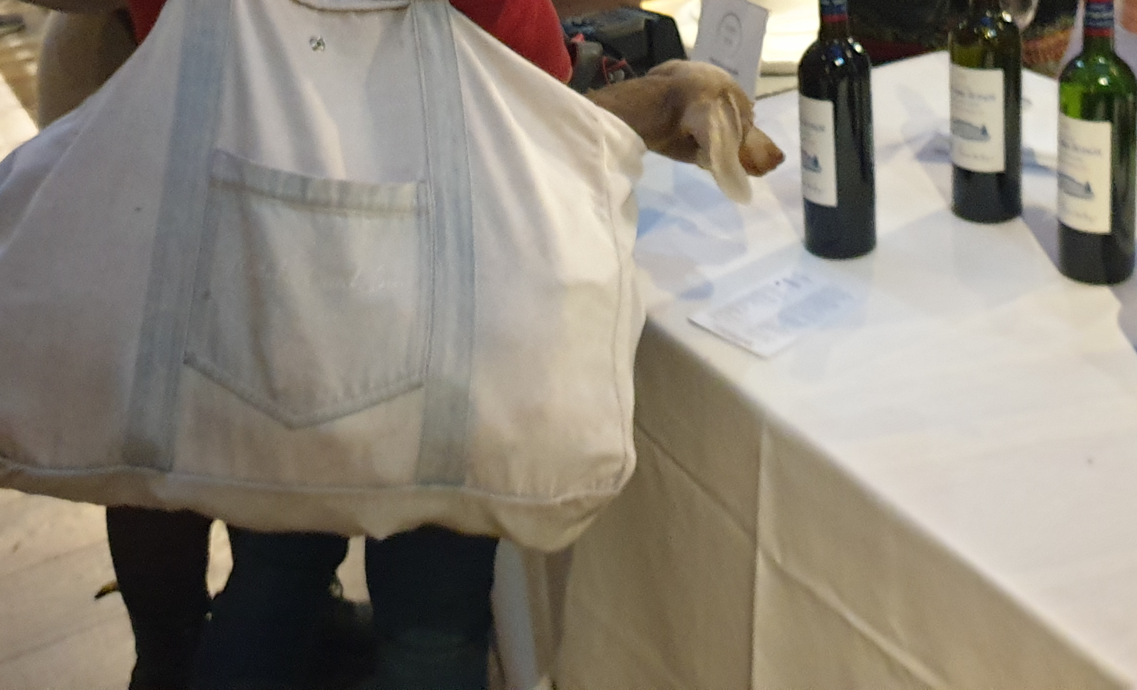 Even one of our canine friends wants to learn about the stellar 2022 vintage! Wine dog